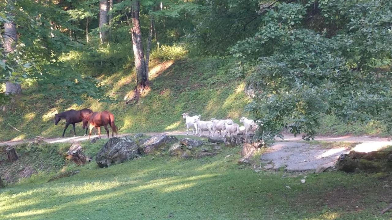 Arrowmont Stables & Cabins Cullowhee Екстер'єр фото