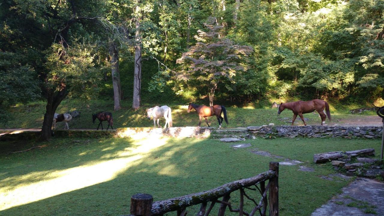 Arrowmont Stables & Cabins Cullowhee Екстер'єр фото